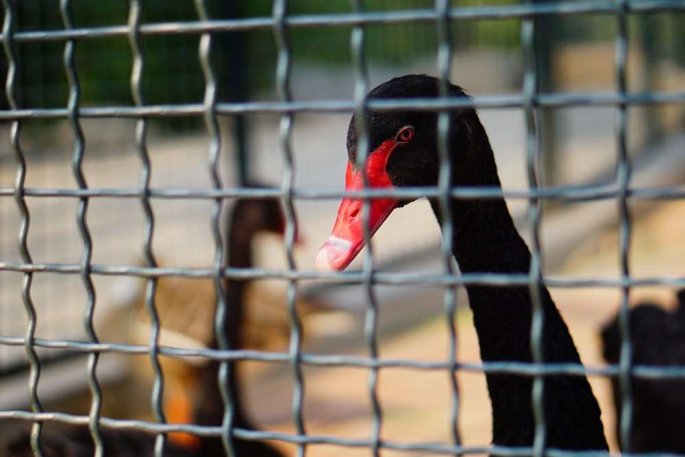 a black bird in a cage