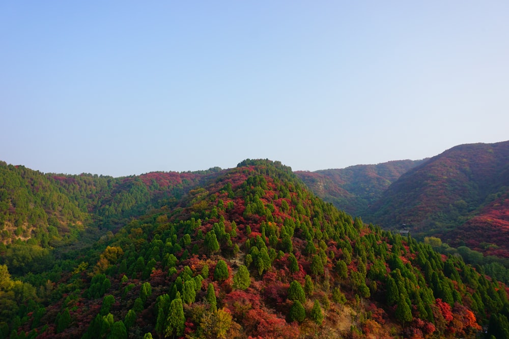 a landscape with trees and bushes