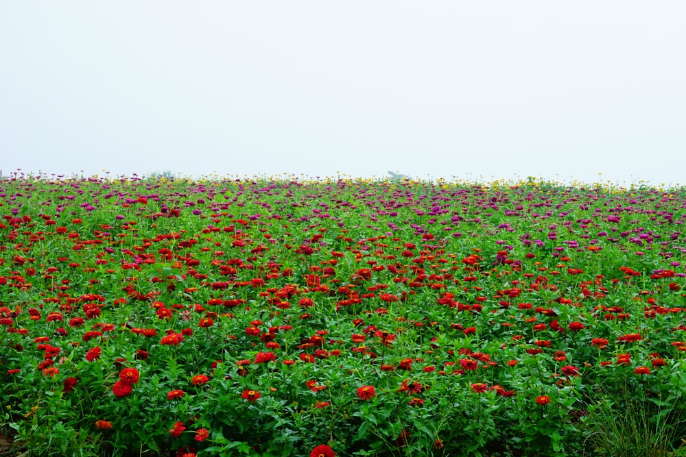 a field of flowers