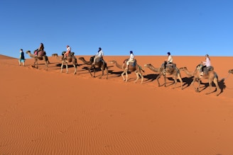 people riding camels in the desert