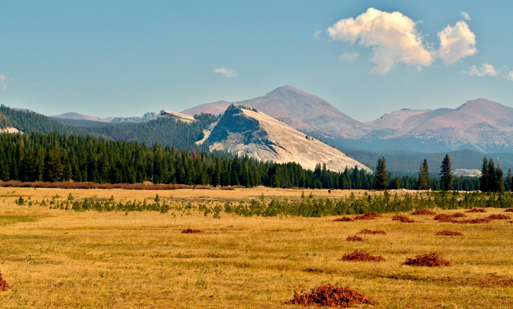 a field with trees and mountains in the background