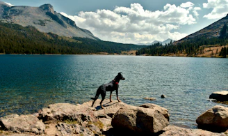 a dog standing on rocks by a lake