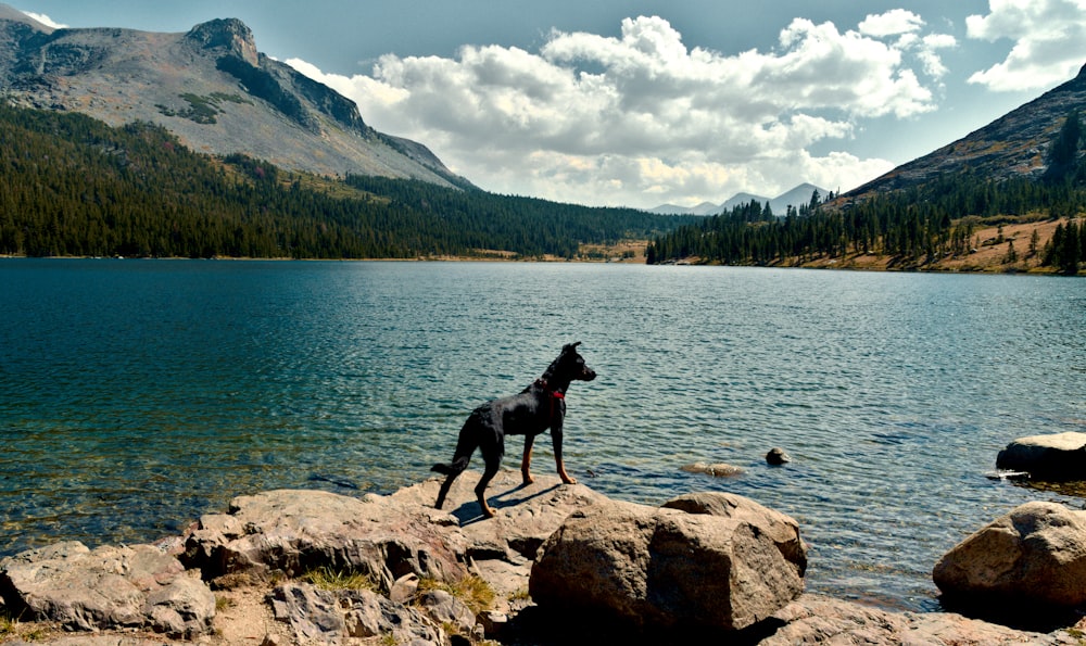 Un cane in piedi sulle rocce vicino a un lago