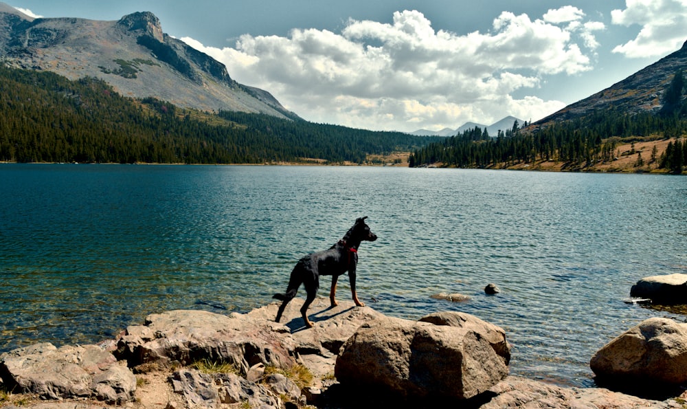 a dog standing on rocks by a lake