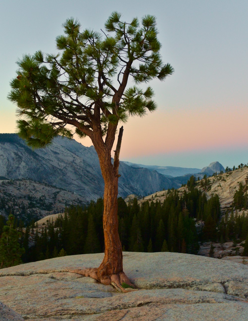 a tree in a rocky area with mountains in the background