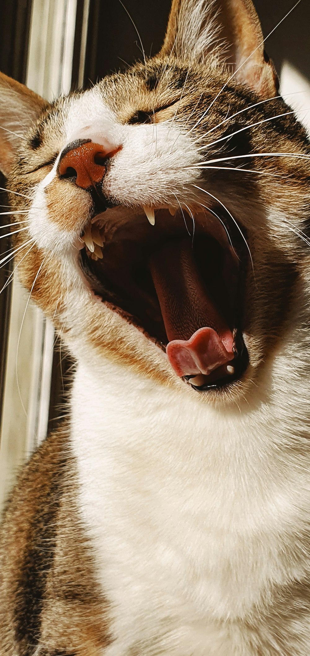 a cat licking another cat