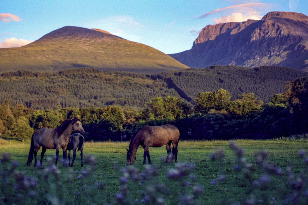 chevaux broutant dans un champ