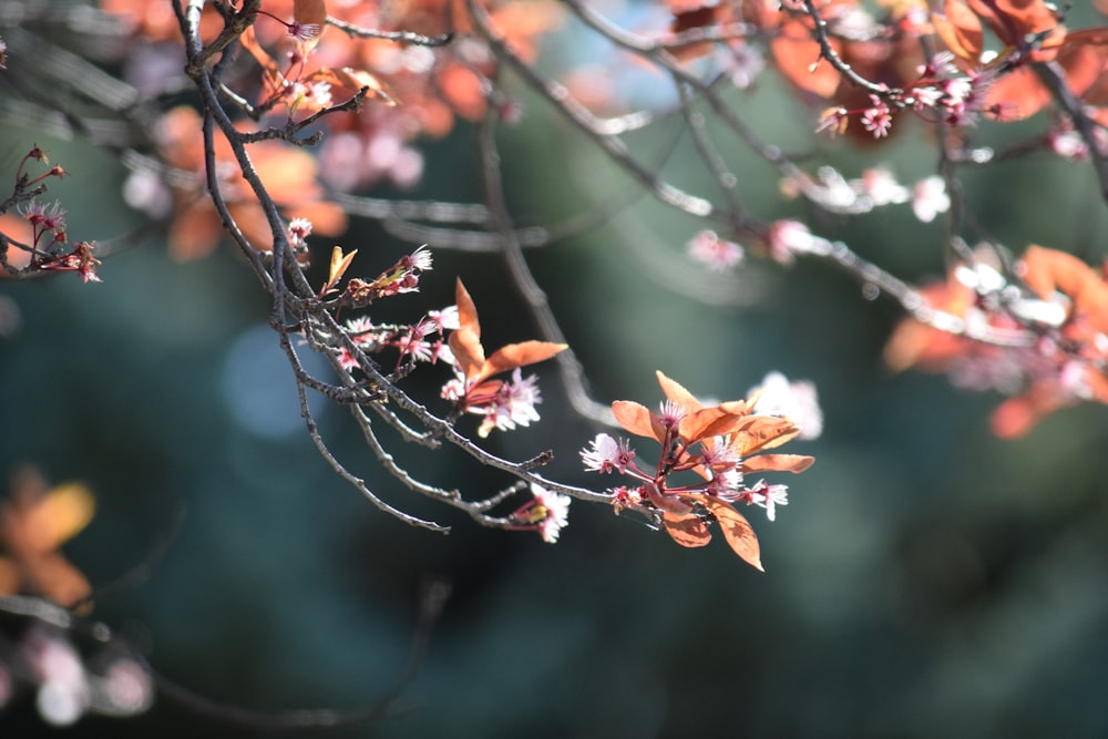 close up of a tree branch with leaves