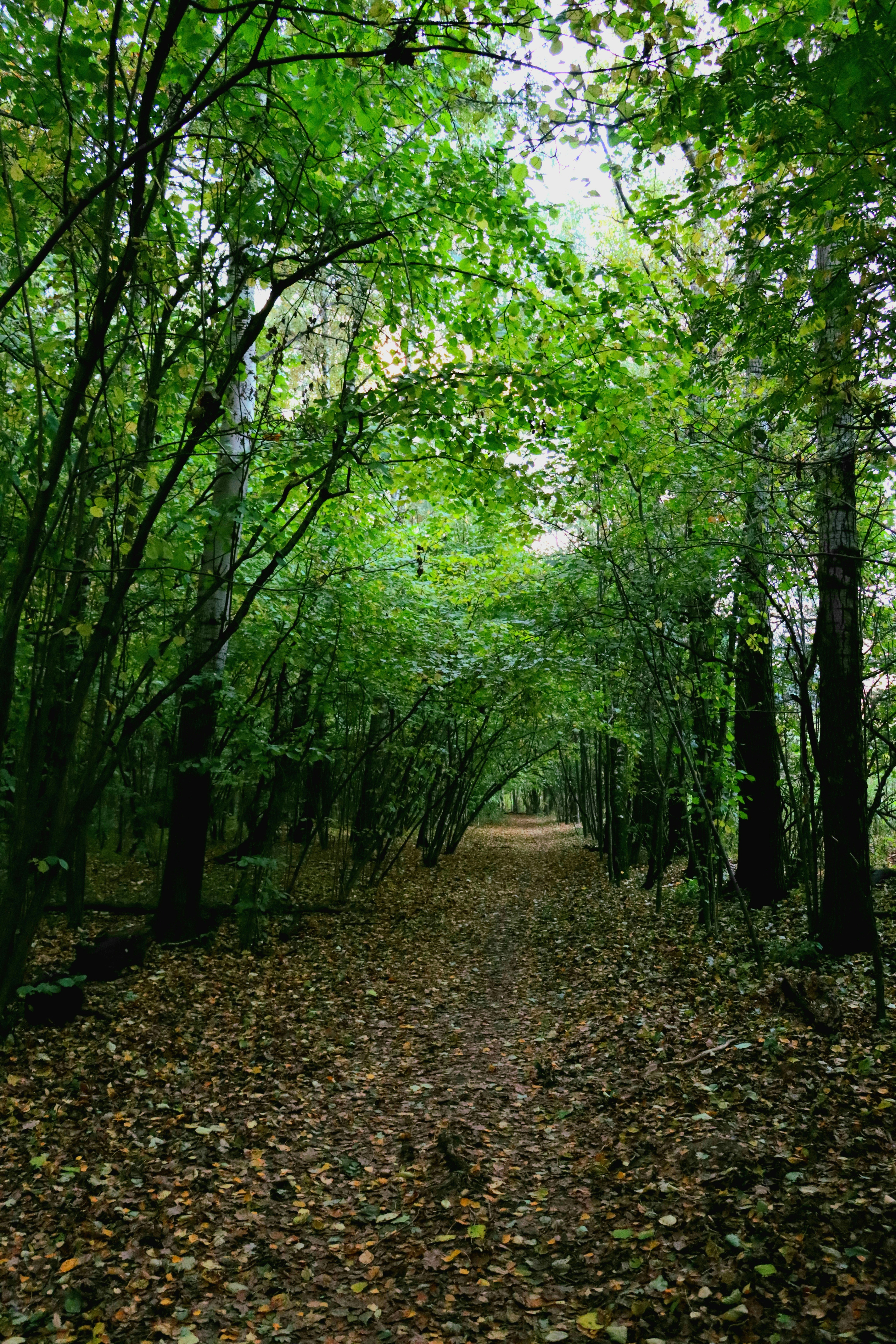 Photo by irina_chishkova