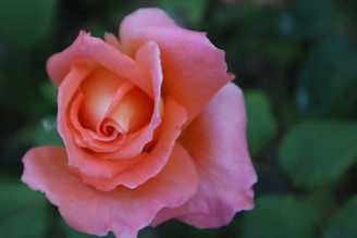 A close-up of a delicate pink rose with soft gold accents in the background, reflecting the luxurious beauty aesthetic of Shopvista Mart.