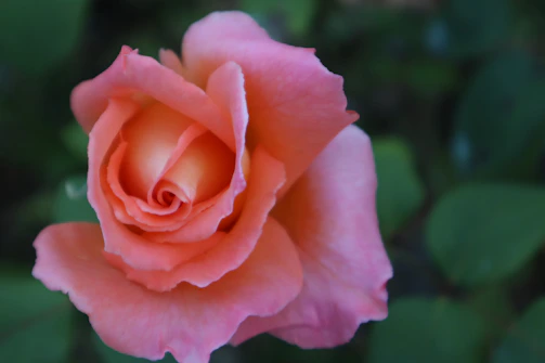 Close-up of delicate blush pink roses against a backdrop of sage green leaves.
