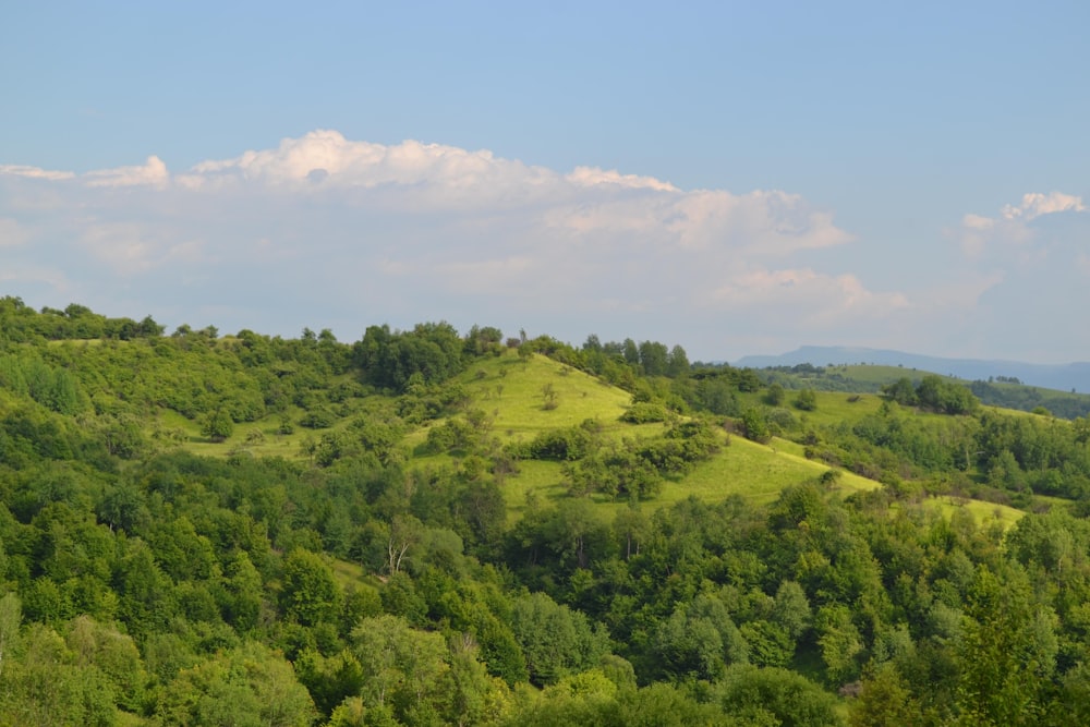 Un paysage avec des arbres et des collines