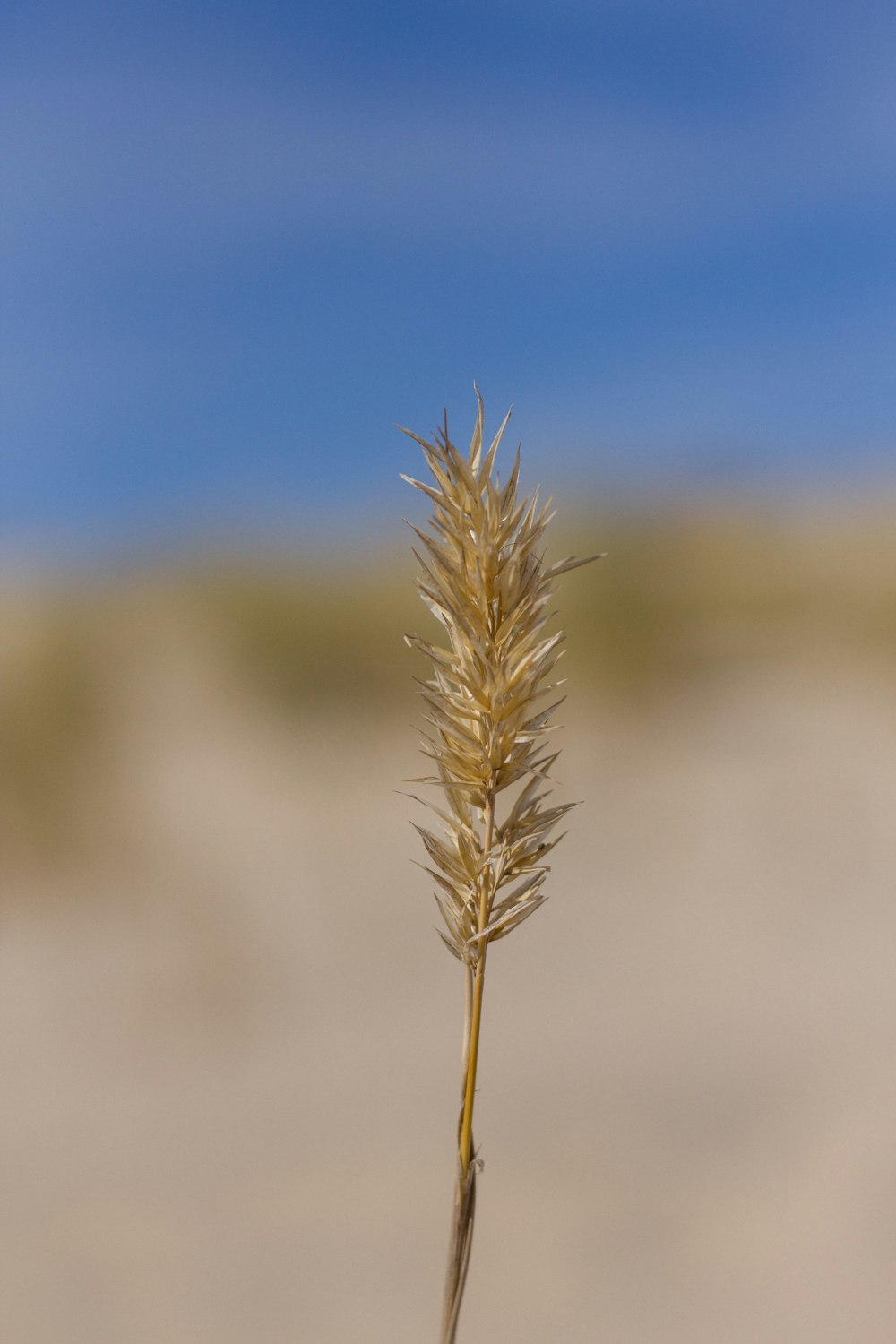 a close up of a wheat plant