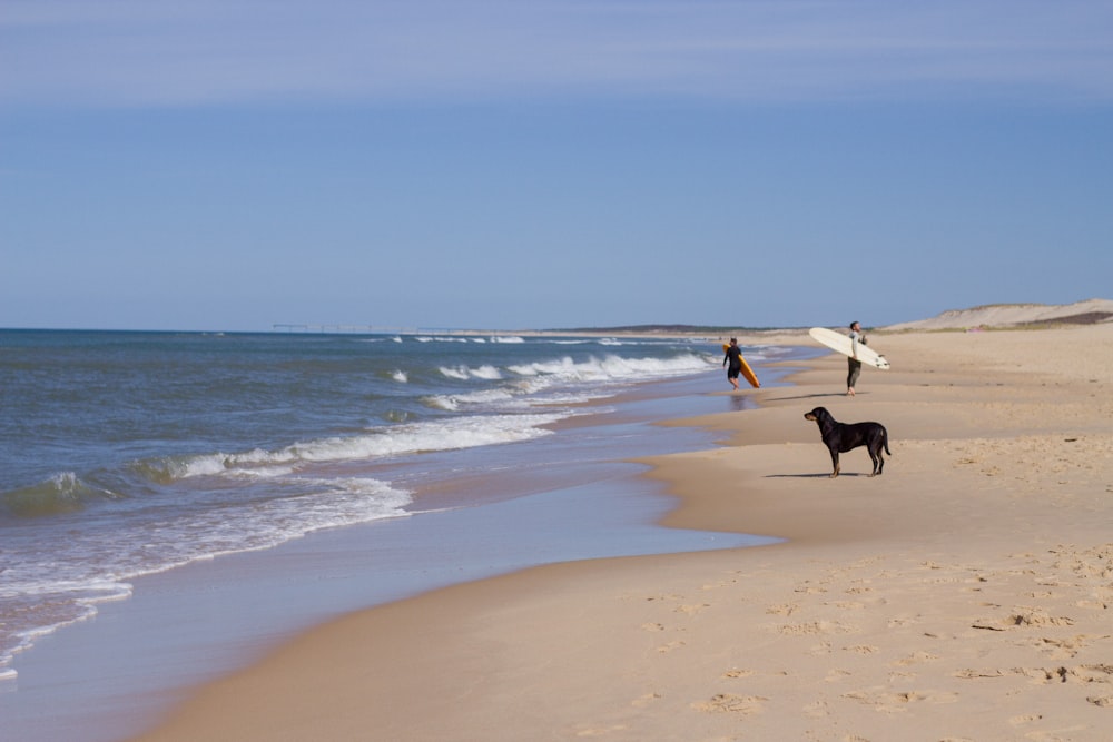 a couple of people walk on the beach with a dog