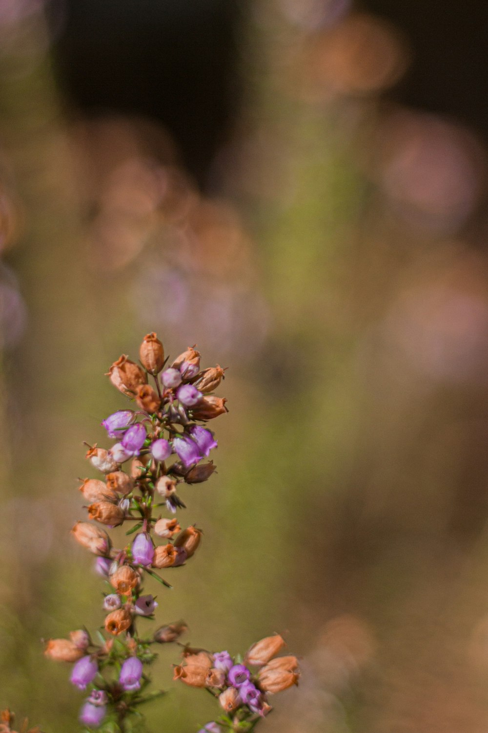 a close up of a flower