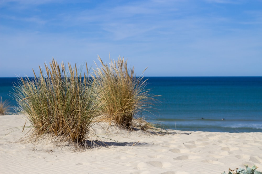 a group of tall grass on a beach