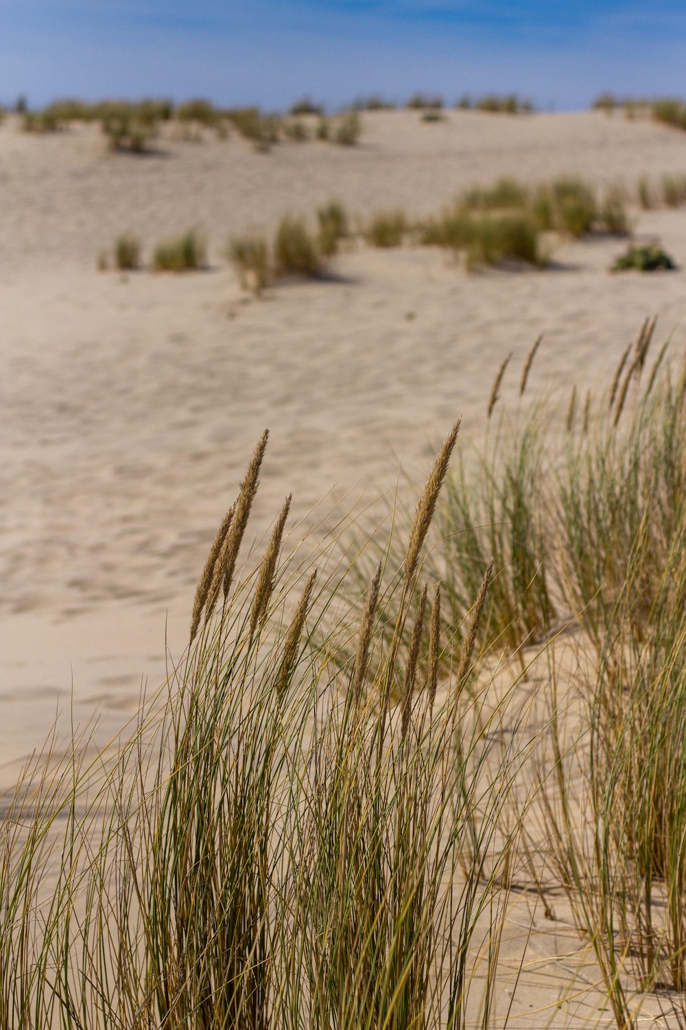 a desert with sand and plants