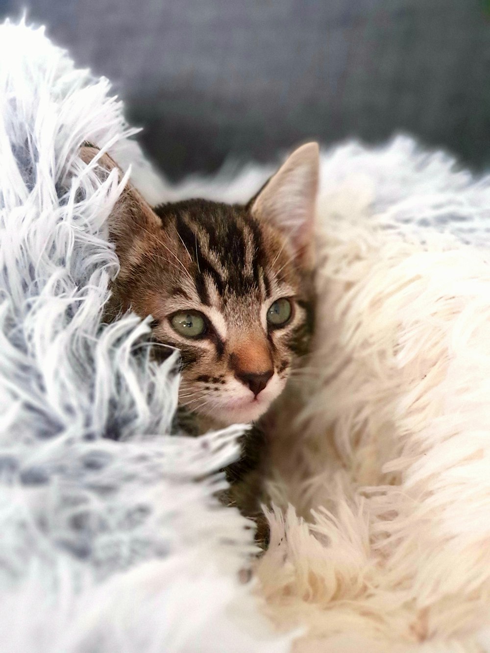 a cat lying in the snow