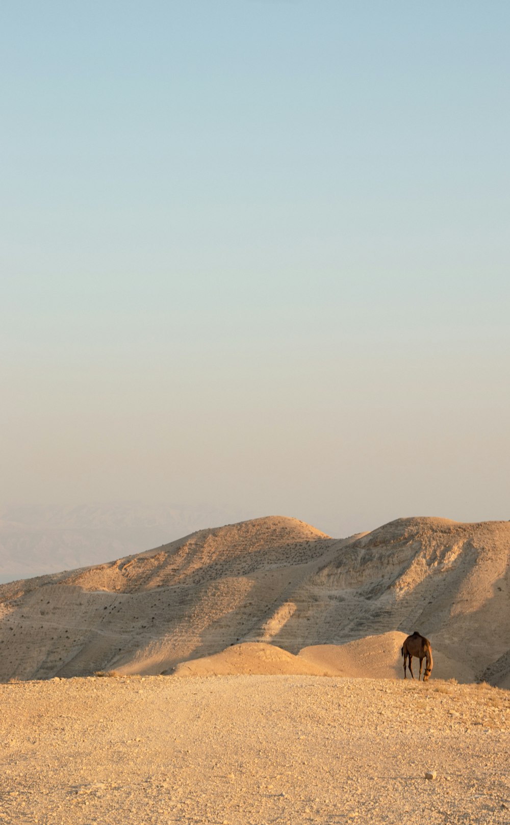 a horse on a hill