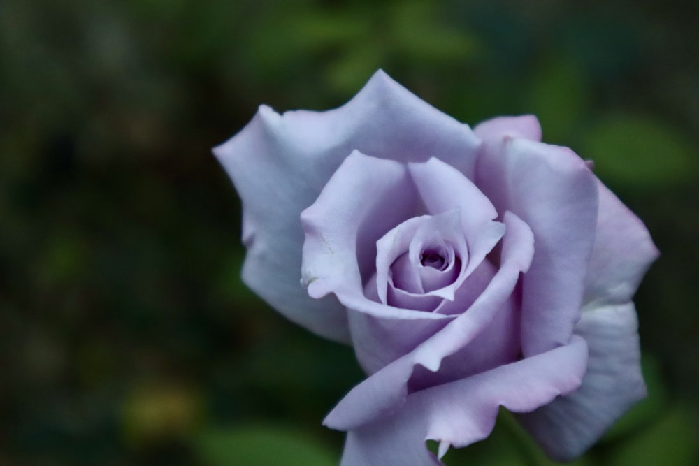 a close up of a flower