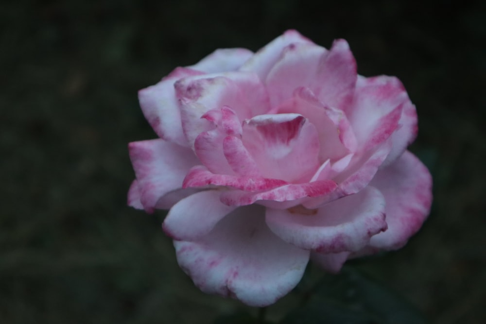 a pink rose with a green background