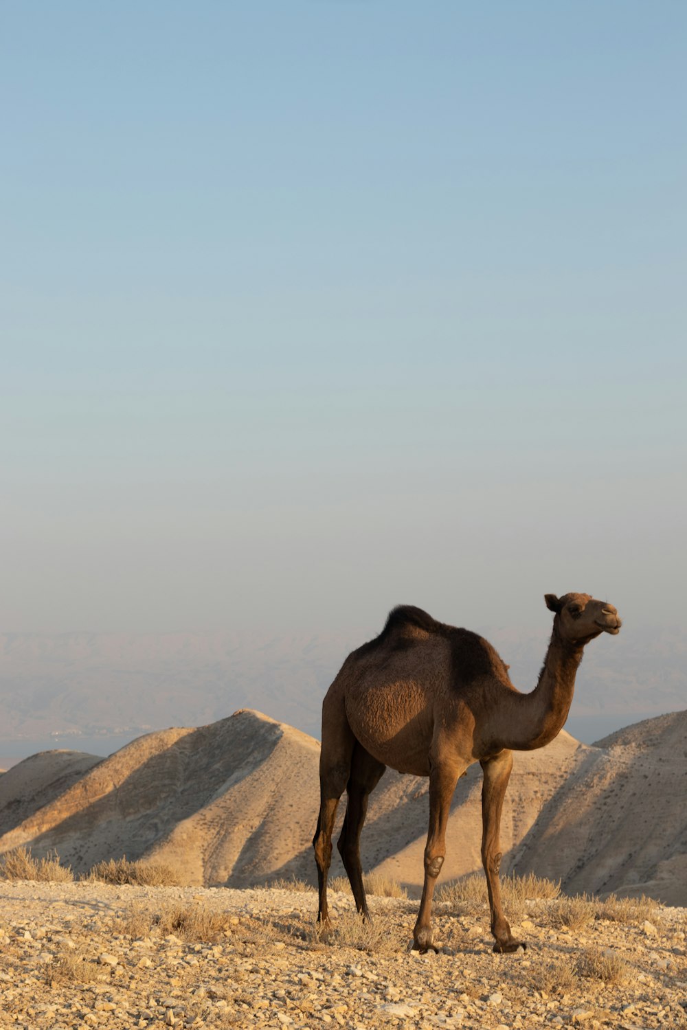 um camelo em pé em um deserto
