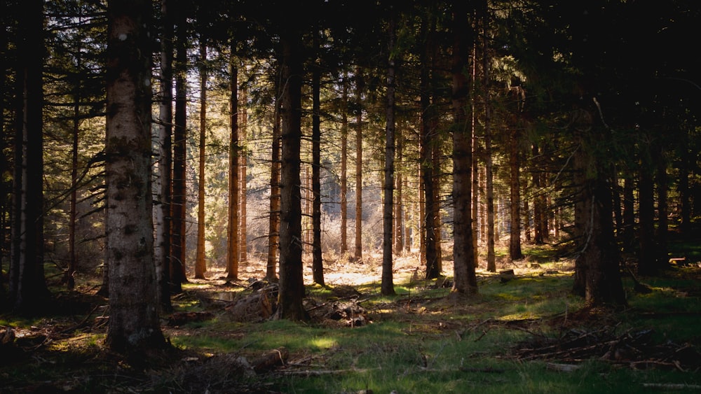 a forest of trees