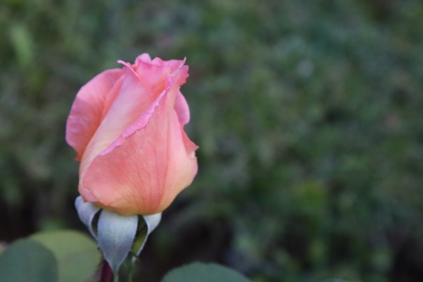 A delicate watercolor of a single rosebud unfolding against a soft pastel background.