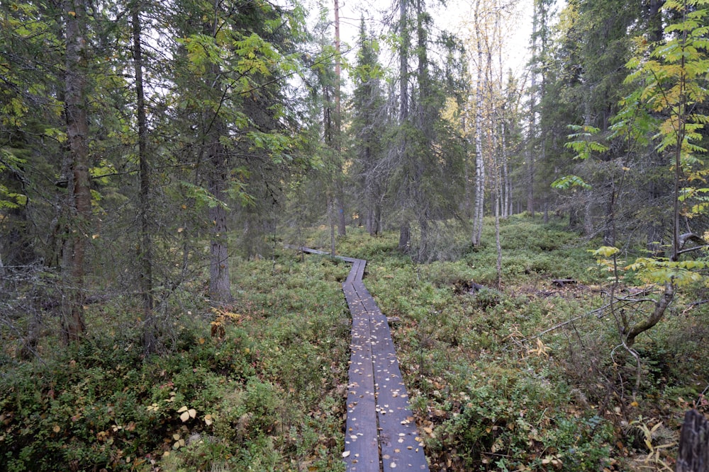Un camino de tierra en un bosque