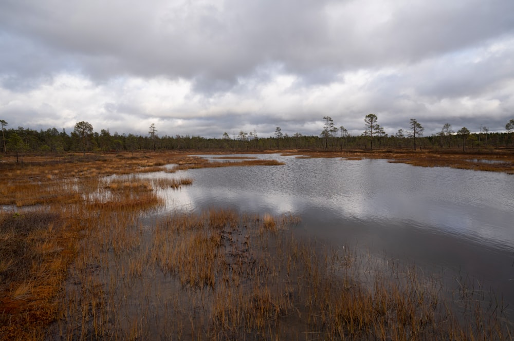 a body of water with grass and trees around it