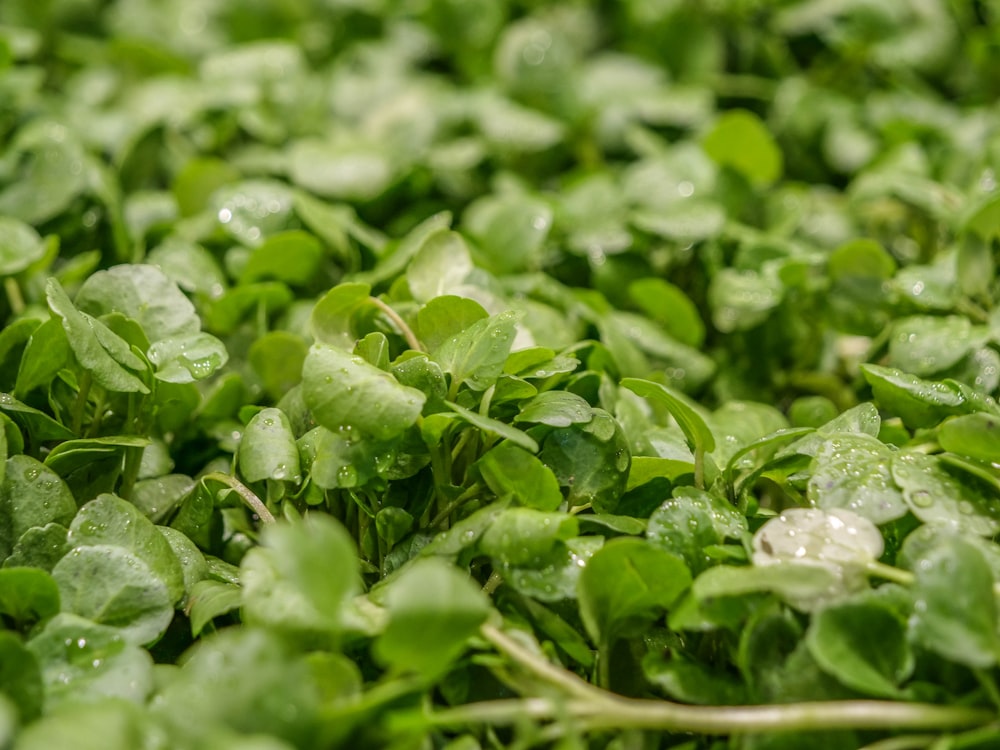 a close up of some leaves