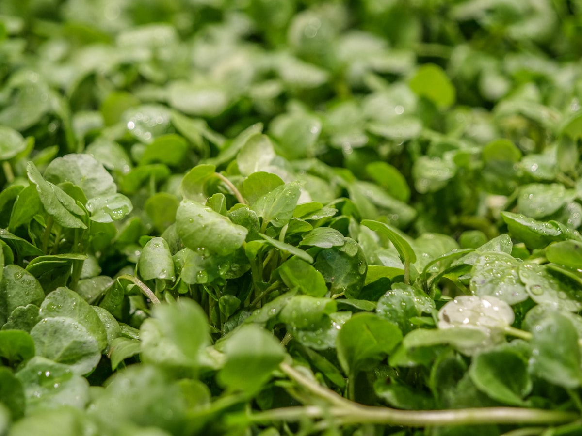 A close-up of watercress sprouts. Photo by Nebular Group / Unsplash