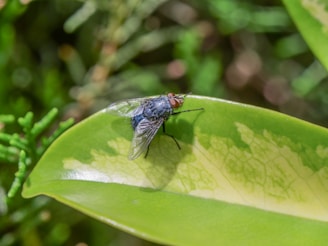 a fly on a leaf