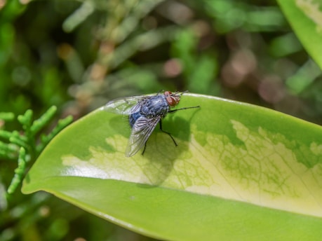 a fly on a leaf