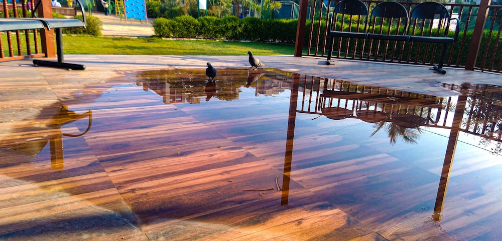 a bird standing on a reflective surface