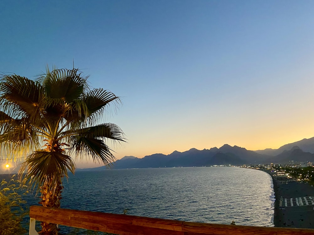 a palm tree next to a body of water