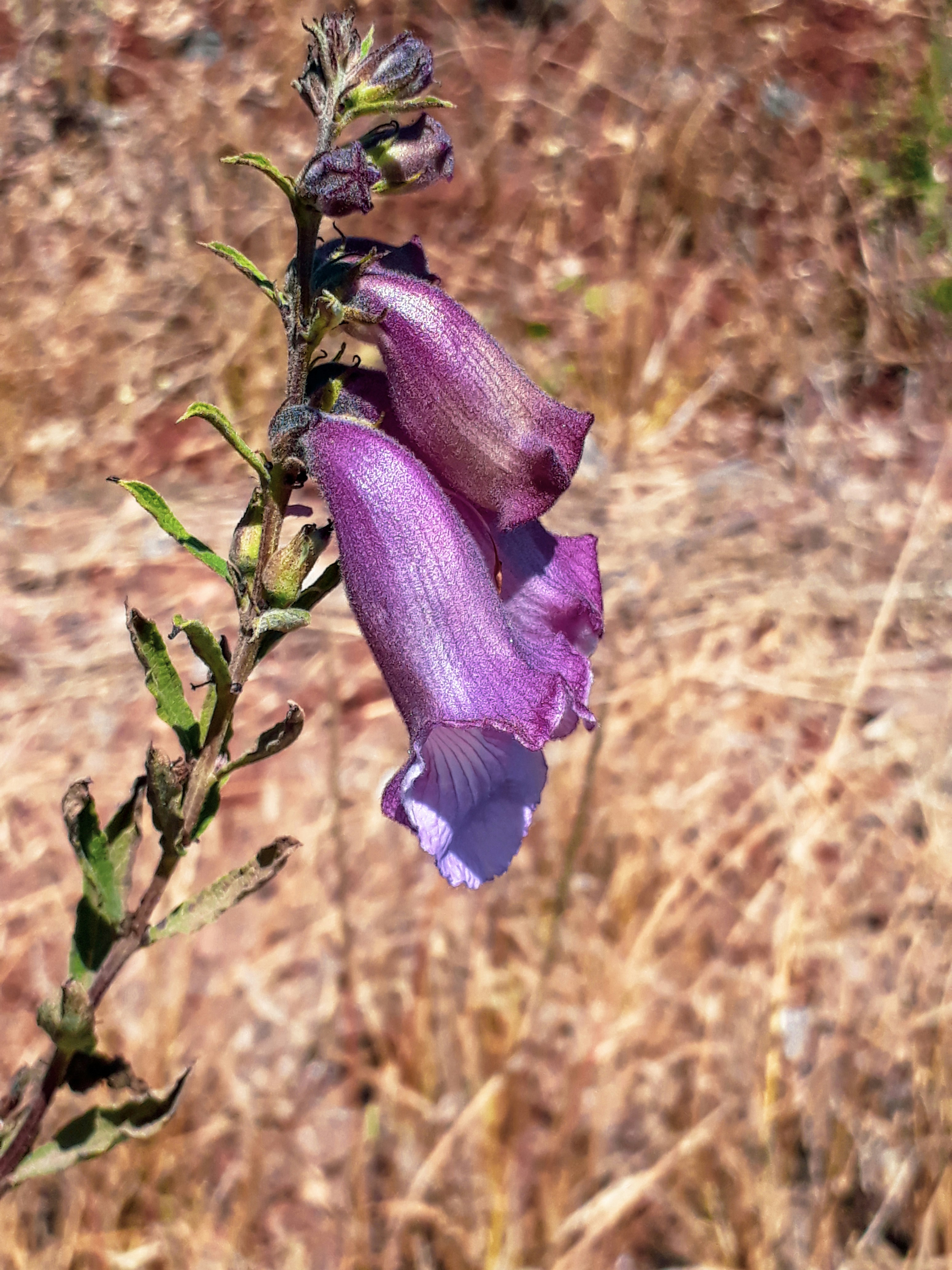 a purple flower on a plant