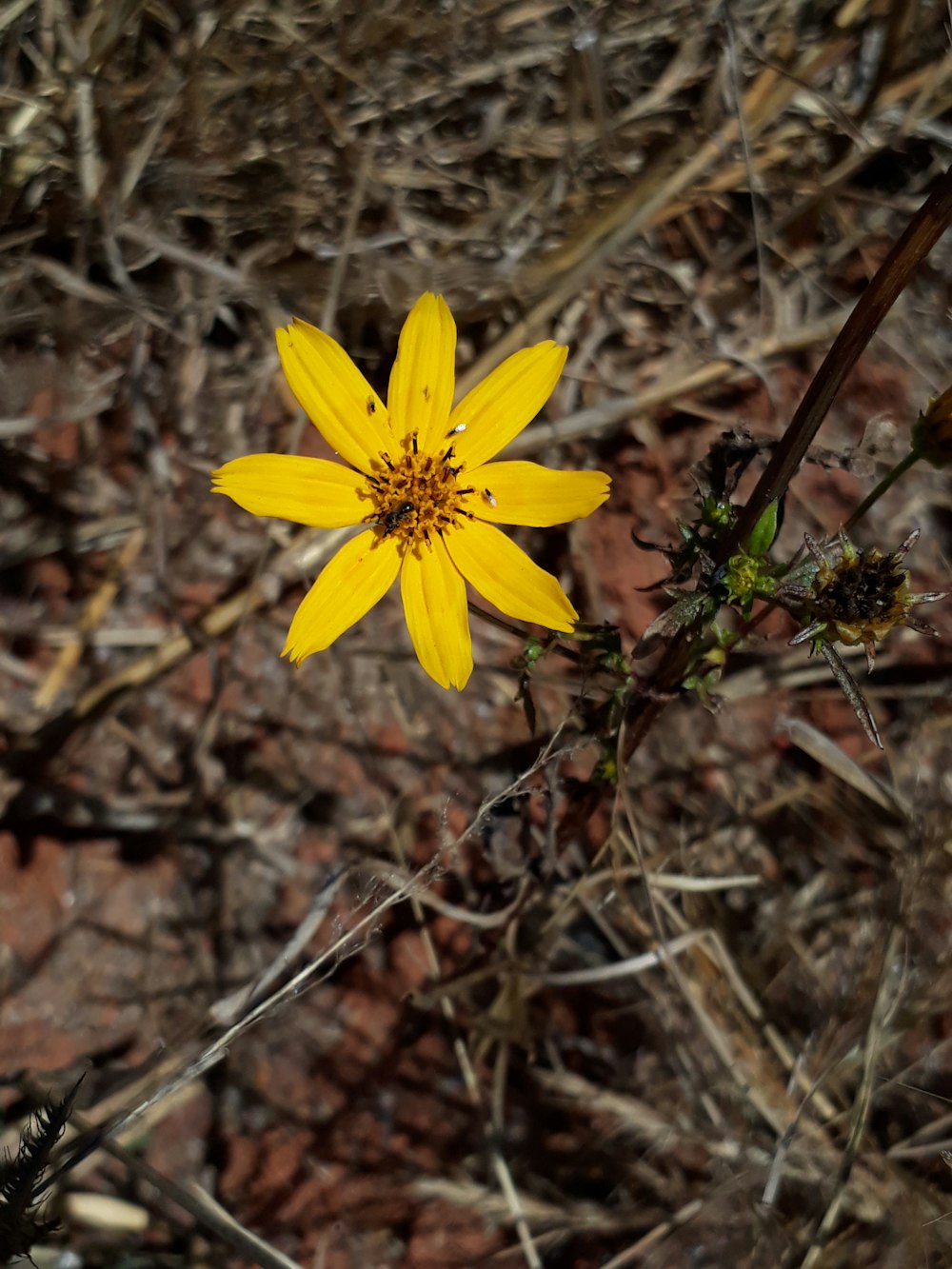 a yellow flower in the dirt