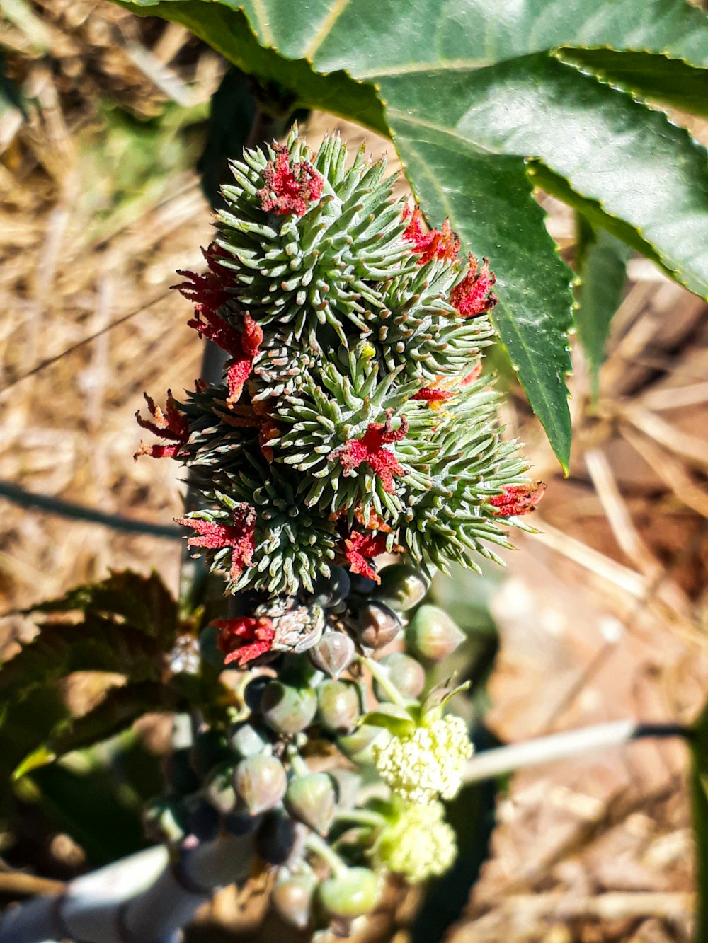 a close up of a plant