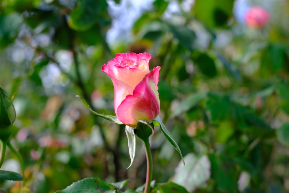 a pink rose on a bush