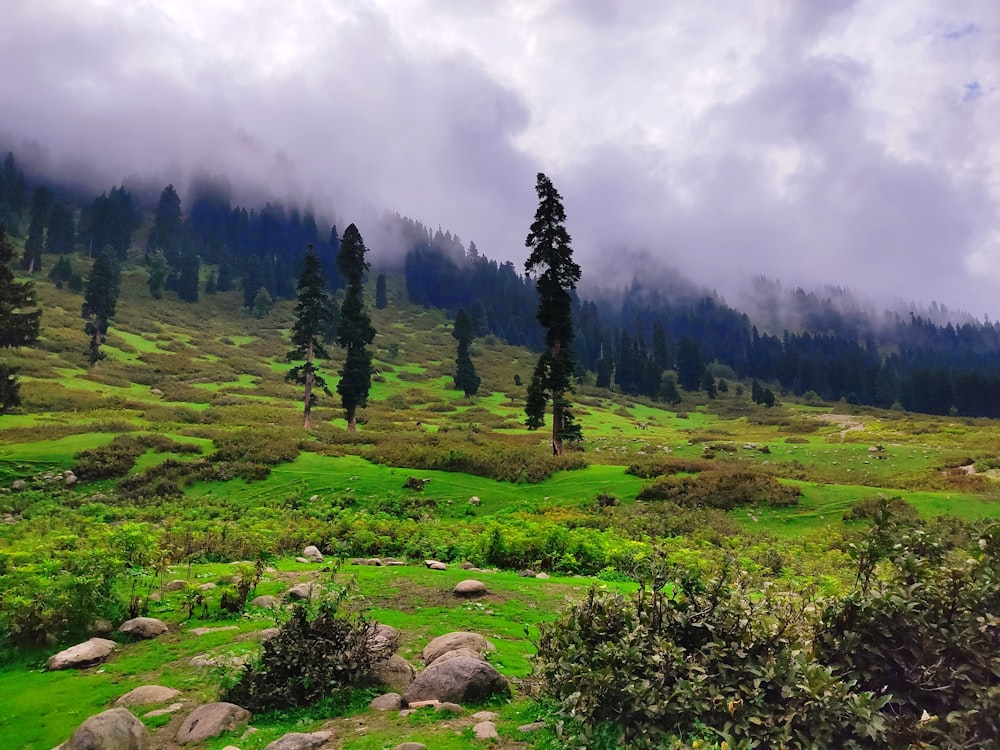 a grassy hill with trees and rocks