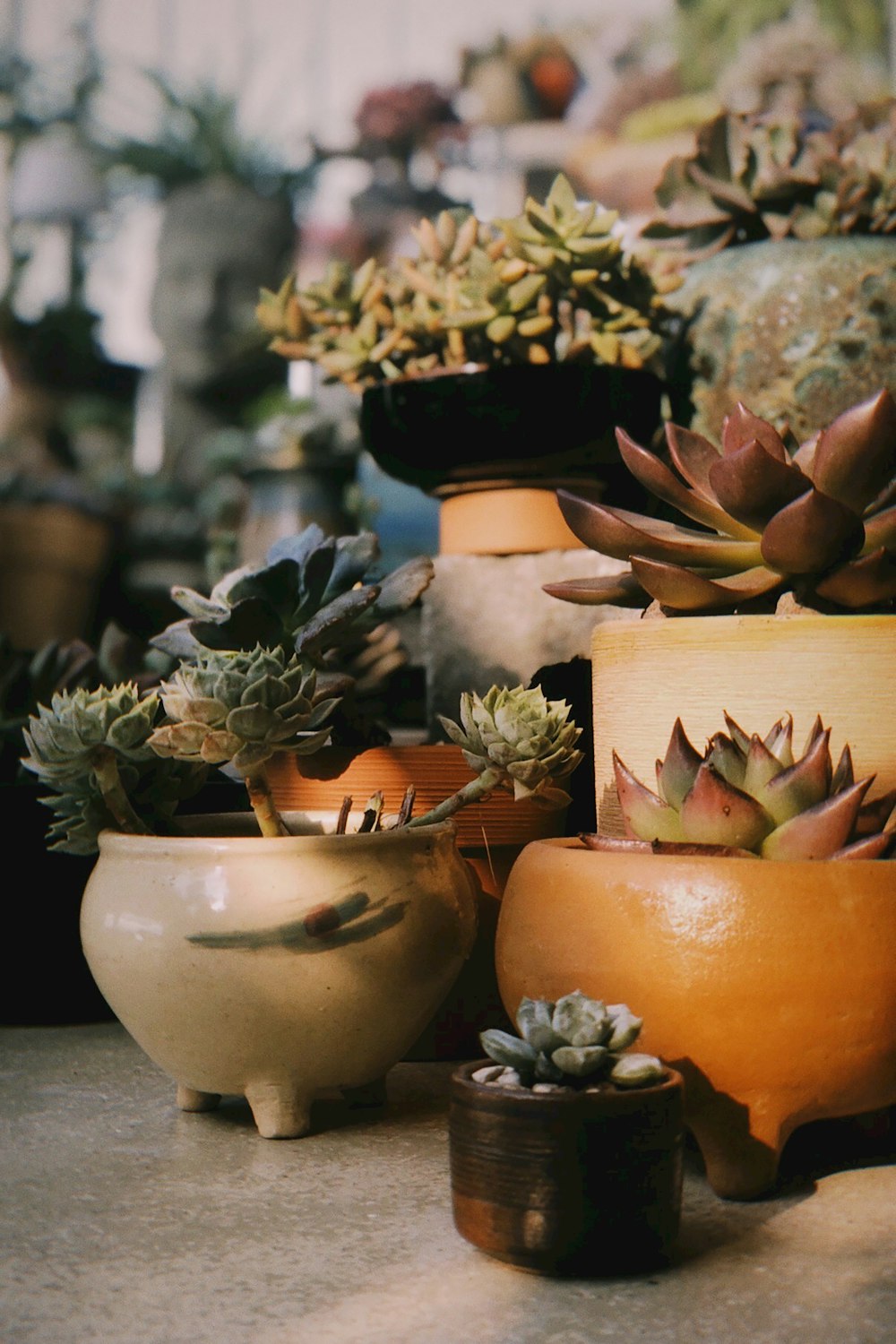 a group of potted plants