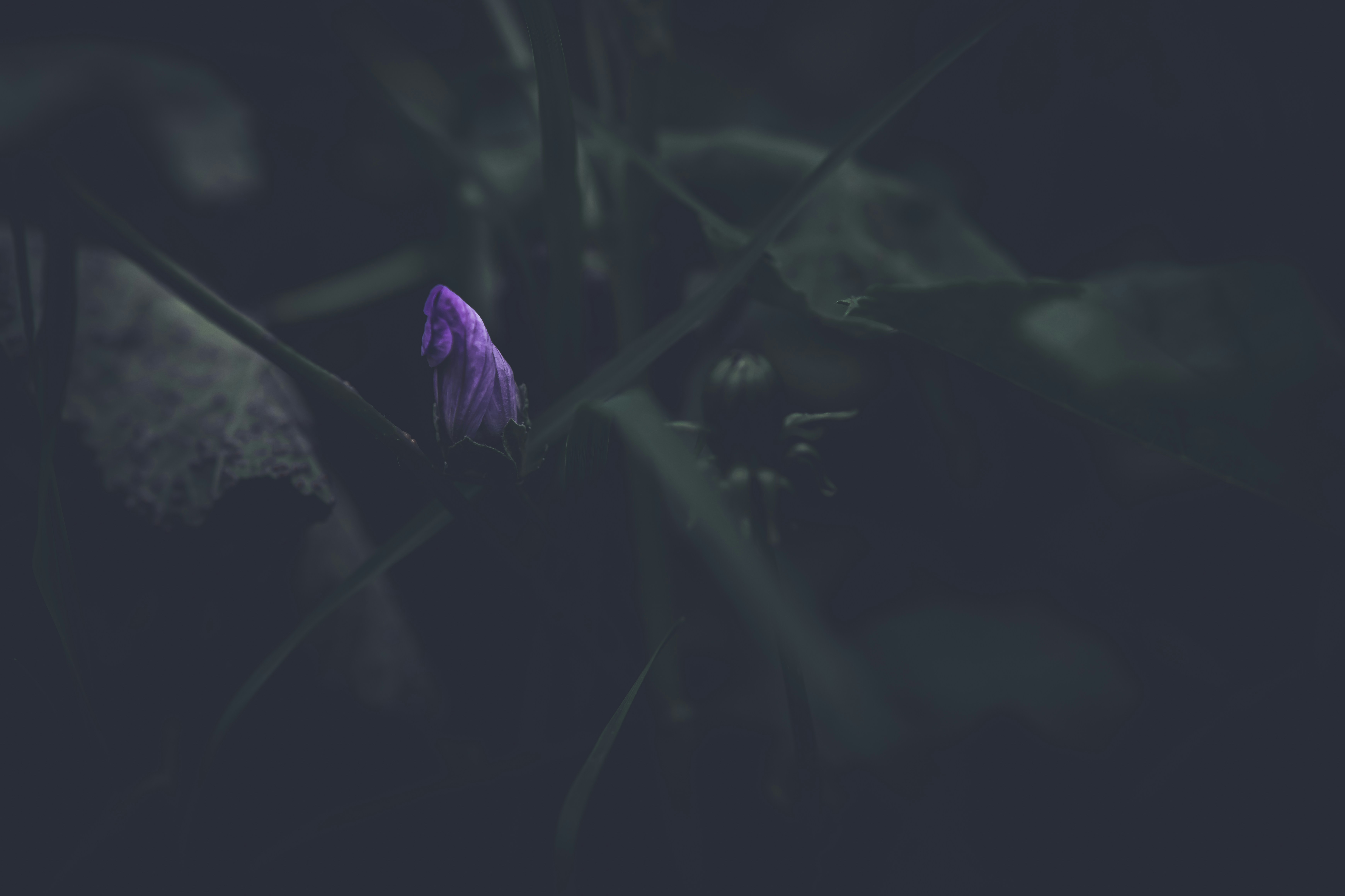 a purple flower on a plant