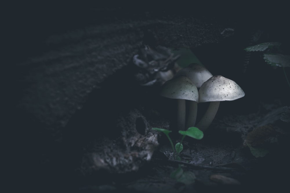 a group of mushrooms growing in the dirt