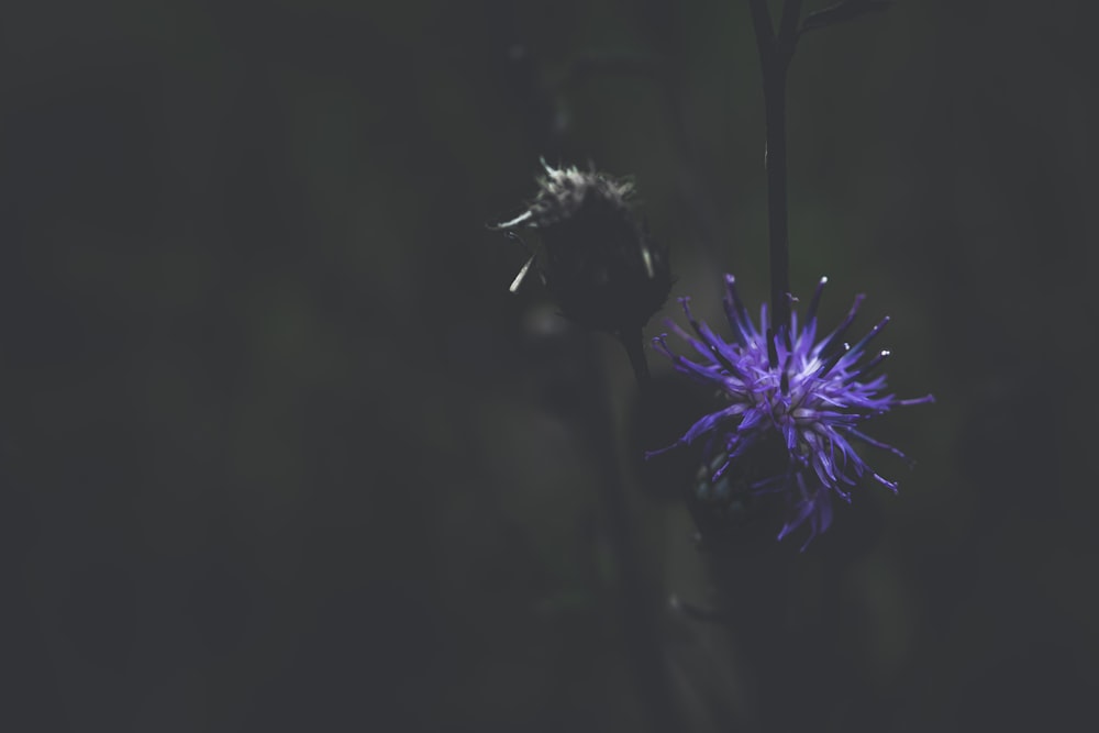 a purple flower with a bee on it