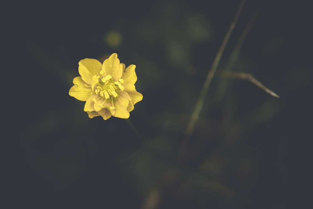 a yellow flower on a plant