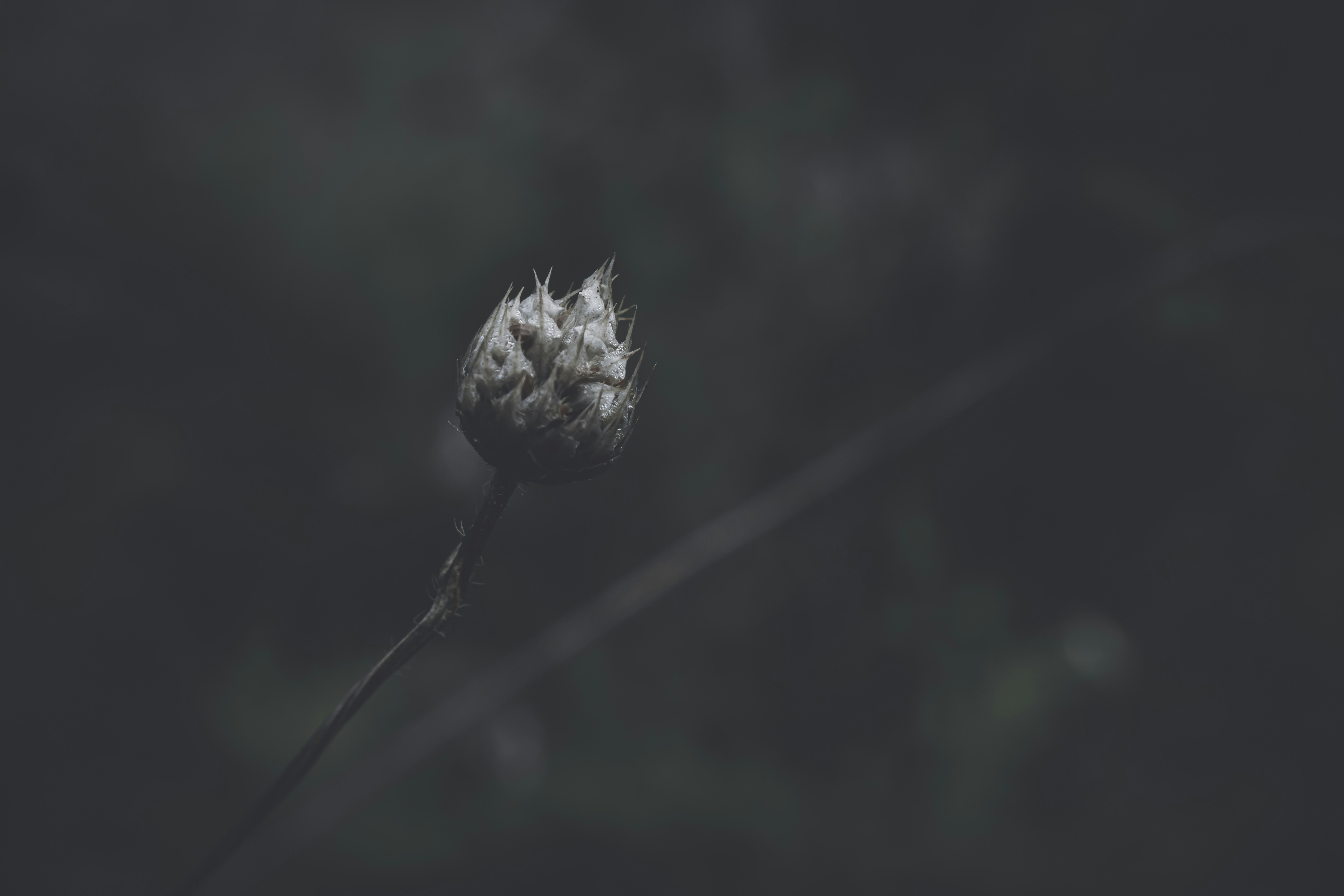 Photo by wyxina