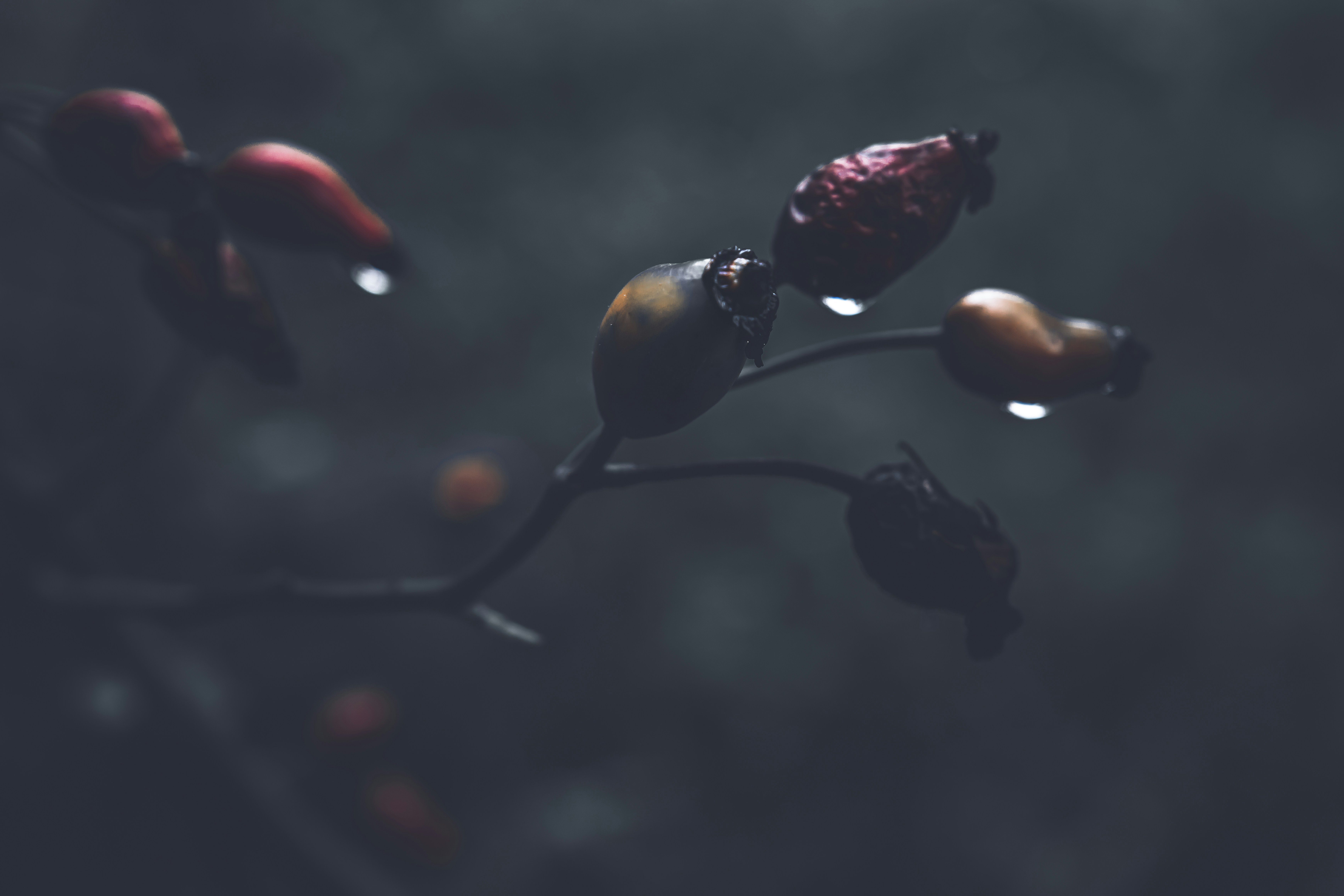 Photo by wyxina