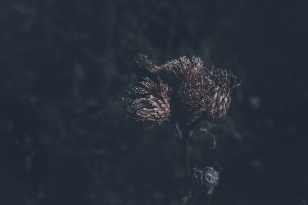 a close up of a flower