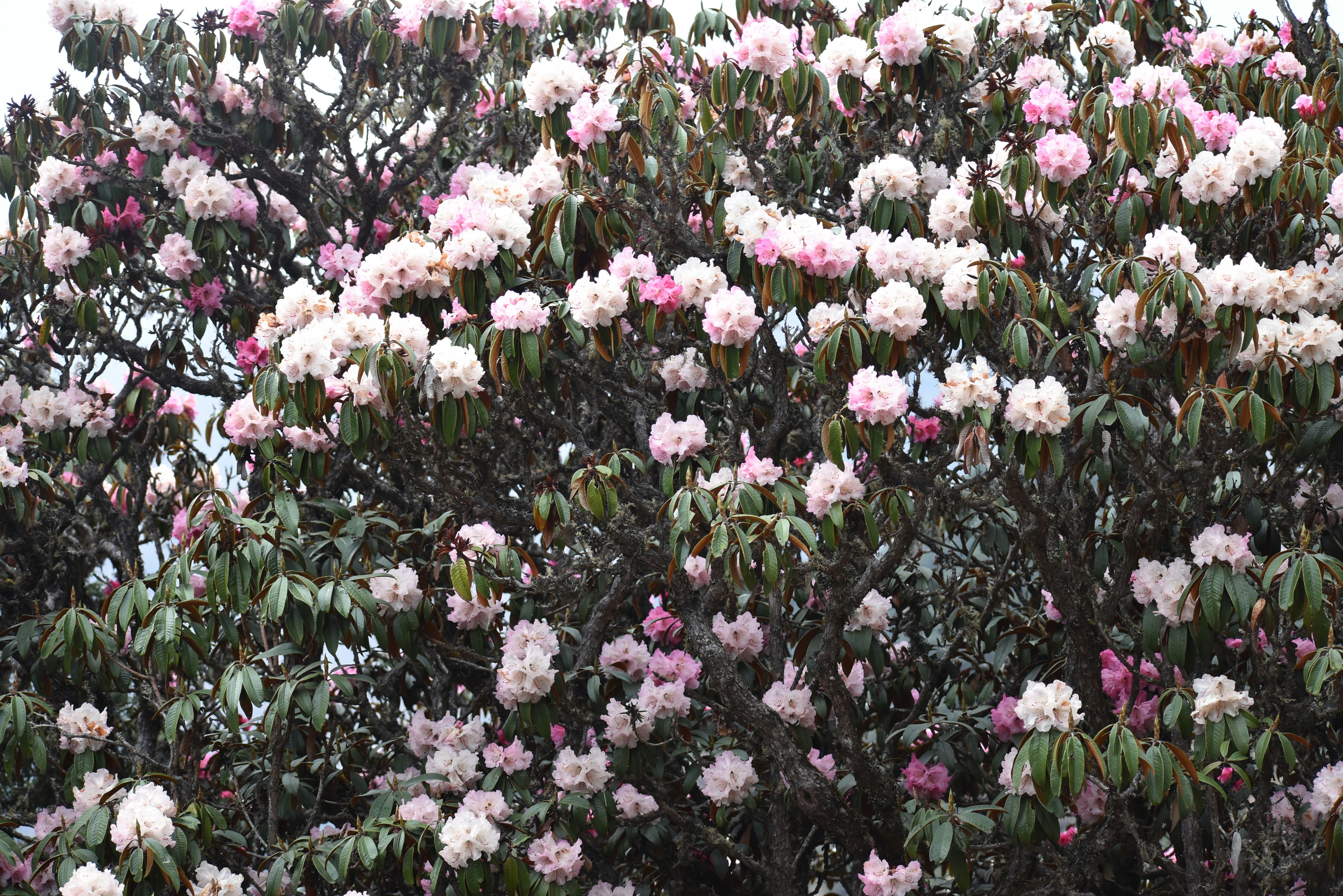 a bush of white flowers